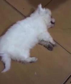 打死小狗视频,小狗无辜惨遭毒手，引发社会广泛关注