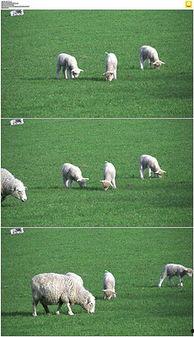 小羊吃草的视频,自然生态画卷