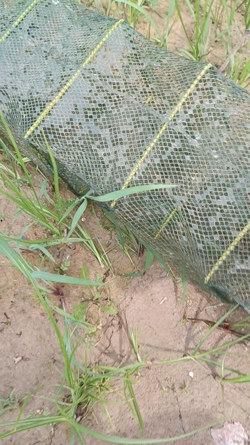 收地笼视频,收地笼视频背后的故事