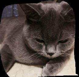 鹿晗与猫的视频大全,与猫咪的欢乐时光大盘点