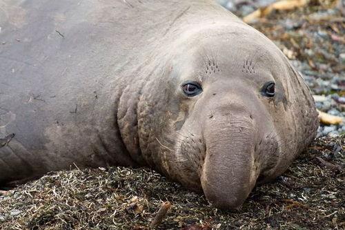 公象海豹配种视频,大自然中的浪漫瞬间