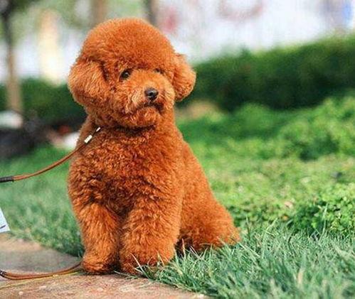 泰迪耳朵修剪视频教程,轻松掌握宠物美容技巧