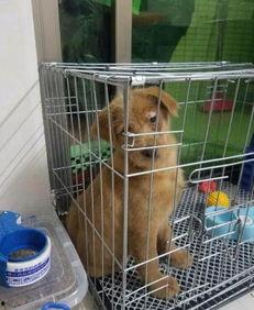 狗场视频,萌宠们的欢乐时光